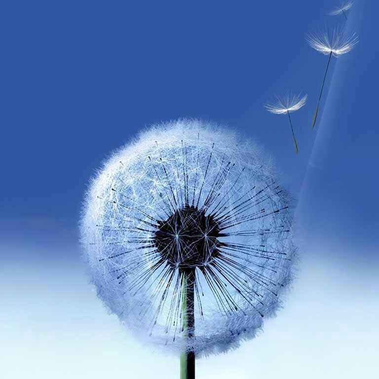 -Behave as the wind behaves. Take a step forward-