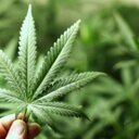 Se pide la legalización, se pide el empleo y la salida de la crisis. No es de ser antisistema, es de razonar como ellos no razonan. 
4:20. La mafia verde.
