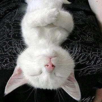 Keeping watch on the world while others shop and sleep. Being a cat I sleep a lot, but the words climate change, Brexit and Trump wake me like the smell of rat!