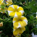 Mary Ann Wheeler - @1950maw - Twitter