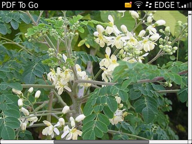 Amante de la naturaleza, Cultivador de Moringa y Leguminosas, donde puedo sembrar un arbol, lo siembro!