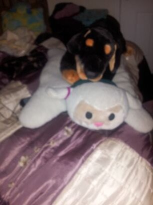 virgini20665678's profile picture. austin mahone if you like me as a fan then let me be your u girl