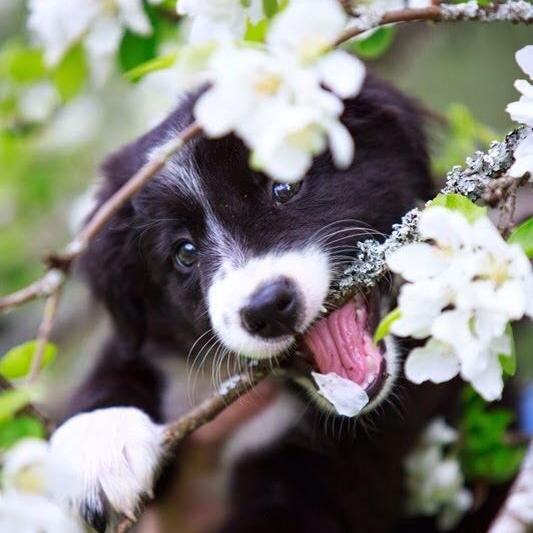 KusyGG's profile picture. Quién distingue la sonrisa de un perro a dejado de ser animal.