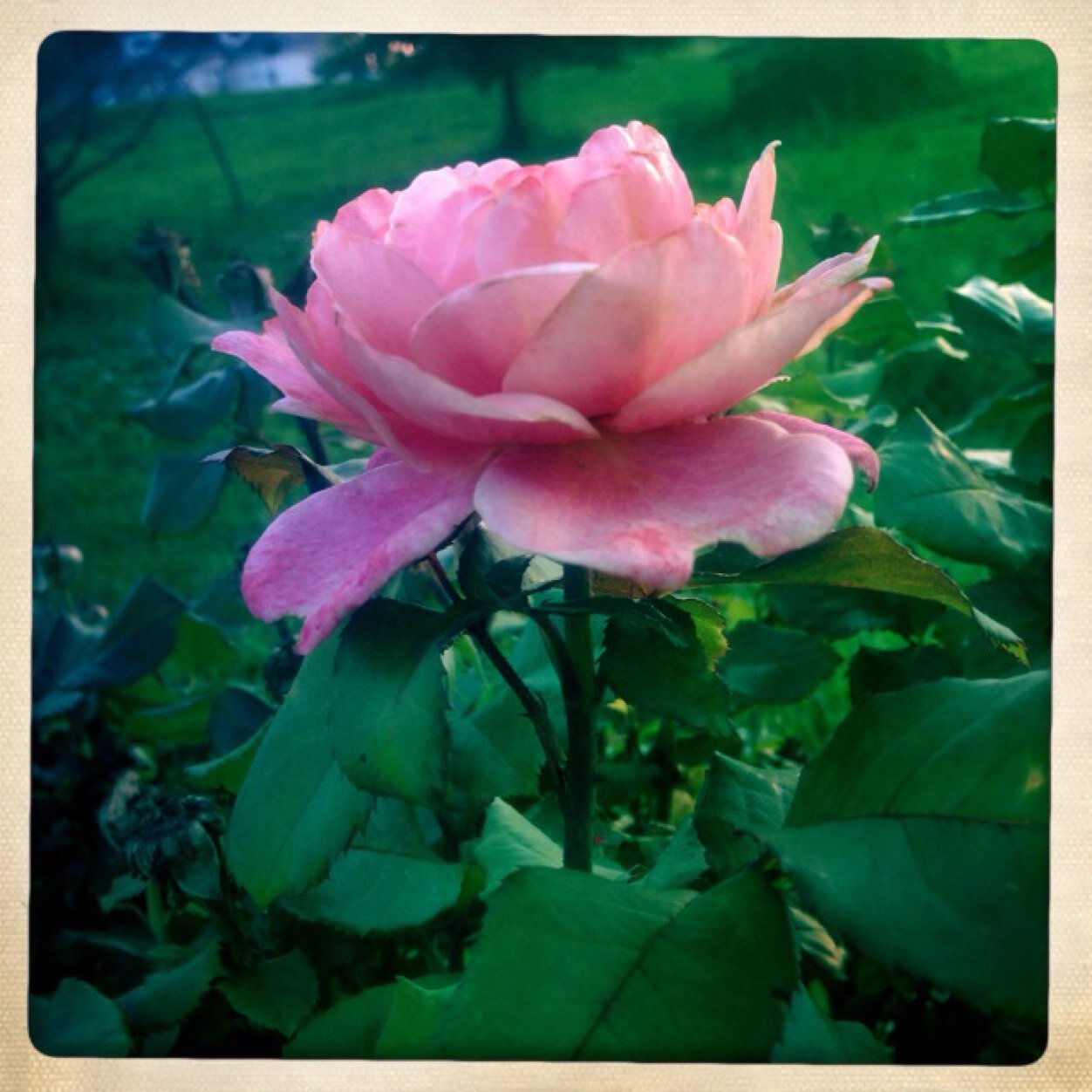 sarahzor's profile picture. 