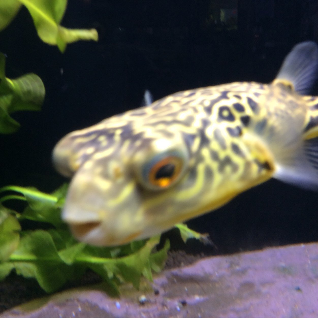 tomsaquaticshop's profile picture. 