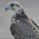 عبدالله العتيبي (@055_ok) Twitter