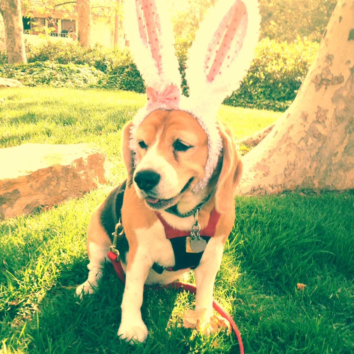 I am a Beagle living in the Hills Of Los Angeles.  Born 5.17.09.  One of 8 litter mates.  My brother Wellington lives with my Grandma & Grandpa.