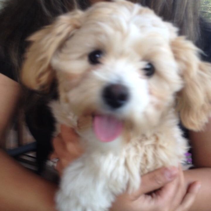 iron_puppy's profile picture. Meet Lady Margaret Thatcher, AKA Maggie. The Iron Puppy of Puppydom.