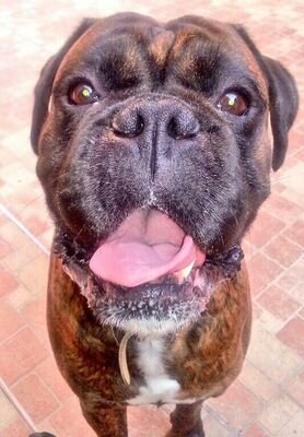 paolomariap's profile picture. veterinario dirigente asl milano 1