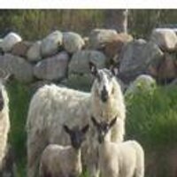 Ed (@ed10mcc) 's Twitter Profile