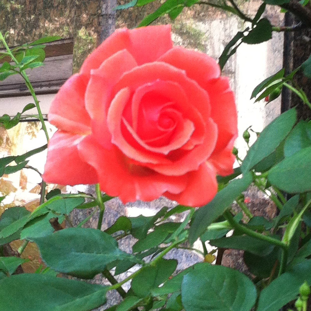 @Joy0usly