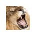 Francesco Turrisi (@maarbale) Twitter profile photo