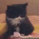 Dave Hull 'Legacy Fan' - @daveyh - Twitter