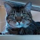 Natalie Roca - @NRocaBezilla - Twitter