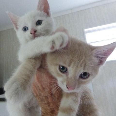 Humane Society of Morgan County is a no kill shelter with amazing FUR-ever pets available for adoption.  We are a registered 501(c)(3) nonprofit organization.