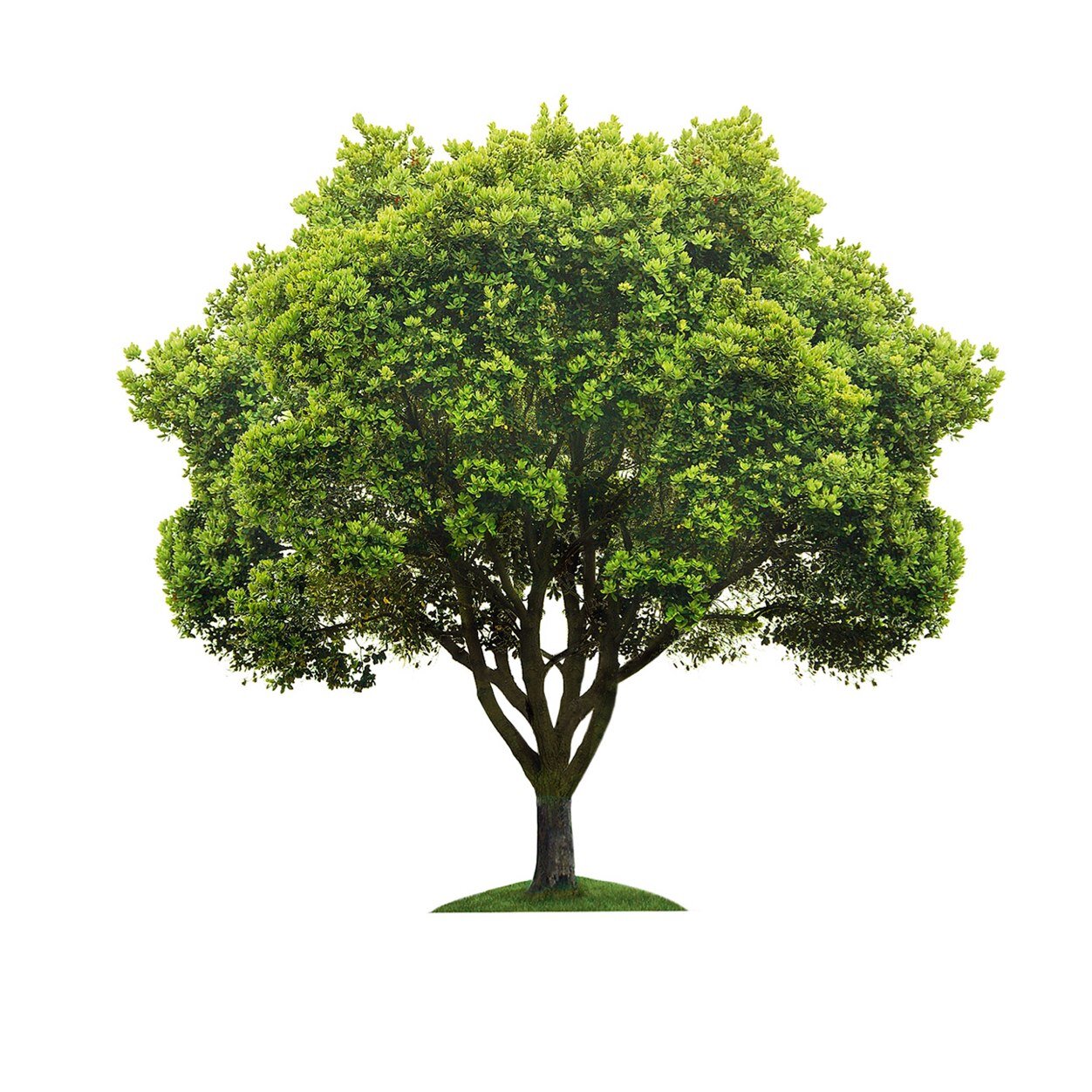 TreeFollowback's profile picture. The Tree that helps you GAIN FOLLOWERS!
FOLLOW ALL MY FOLLOWERS FOR FOLLOWS!