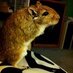 regina phalange (@jenforce) Twitter profile photo