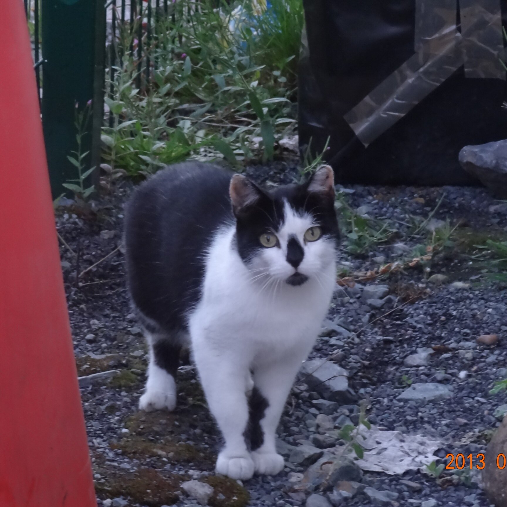 Feral Cats Ireland is an on-line resource which educates, advocates and networks on behalf of stray, abandoned and feral cats in Ireland.