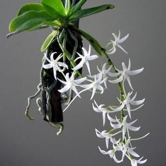 ArmOurLight's profile picture. Social W. undergad,SSW and artist who loves to bake, garden, write spoken word & is an all around celebrator of Life+