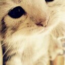 brooklyn bird - @bird_brooklyn - Twitter