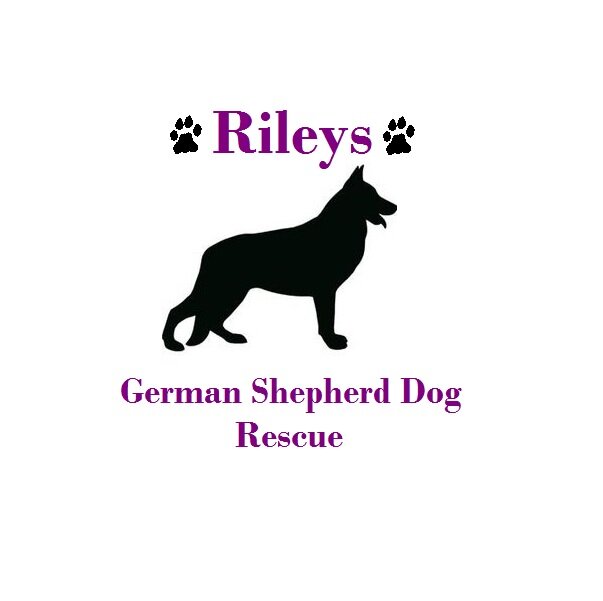 RileysGSDRescue Profile Picture
