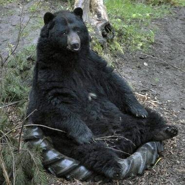Just a bear, roaming camp.