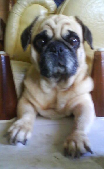 kweefebie's profile picture. 