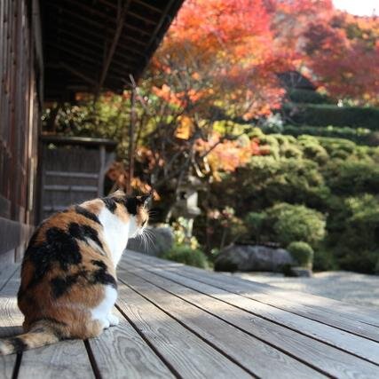 タカが嫌いなハトのおじさん。 日本大好き。好き…京都、千葉ロッテマリーンズ、相撲、お寺巡り、歌舞伎、猫。嫌い…イモ虫、キュウリ、静電気。 すべての人が人として生き、安心して暮していける社会に。国民ファーストの政党求む！