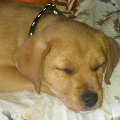 saswift's profile picture. 