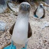 Andrew (@andrewaj77) 's Twitter Profile