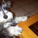 Este es Popee, un ángel que se disfrazó de perro para que yo pudiera verlo.