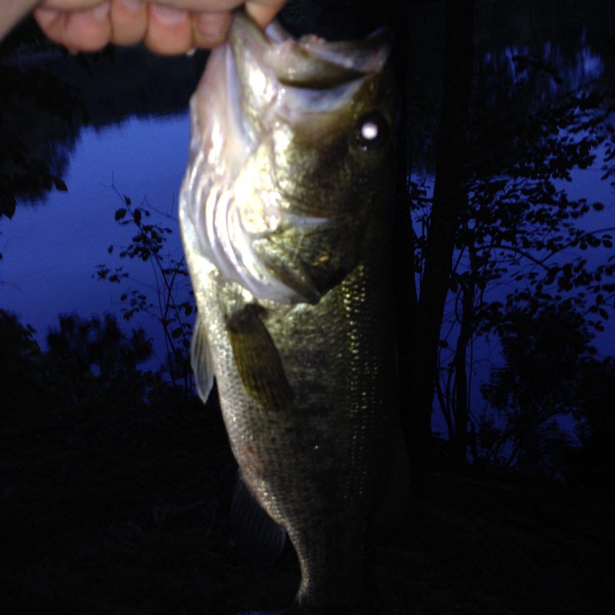 We are an up and coming am bass fishing team from northeastern Connecticut