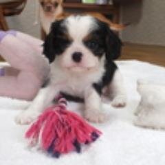 クロエとゆかいな仲間たち
キャバリアの仔犬を買いました♪
初めての犬との生活を日記にしていきます！