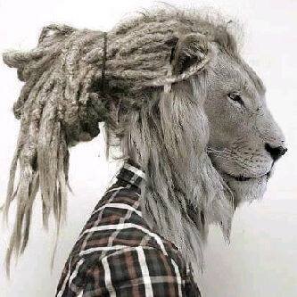 Follow back