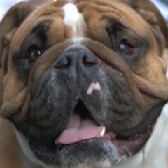Texas native, Student at UT/Austin, love all sports, yes my 1st name is Jock, love the beach, I follow back!