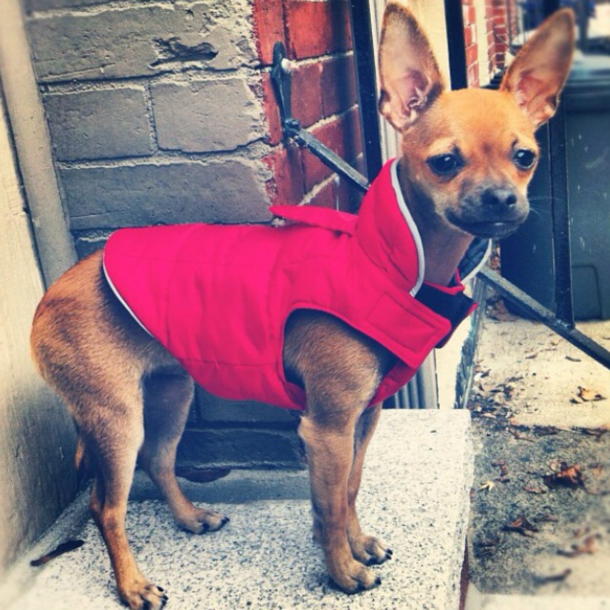 beyoncethechi's profile picture. Just a small chihuahua trying to live up to my big name #beyoncé #treats #walks #toy