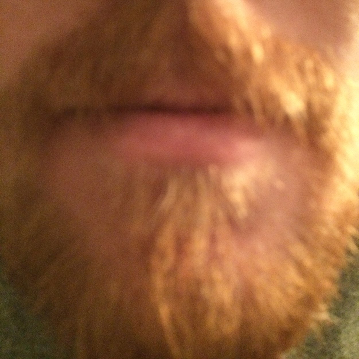 IgnatiusTremere's profile picture. 