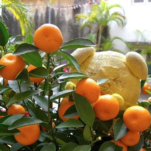 kobuta_chan's profile picture. ブーブー、ブヒブヒつぶやいてます。