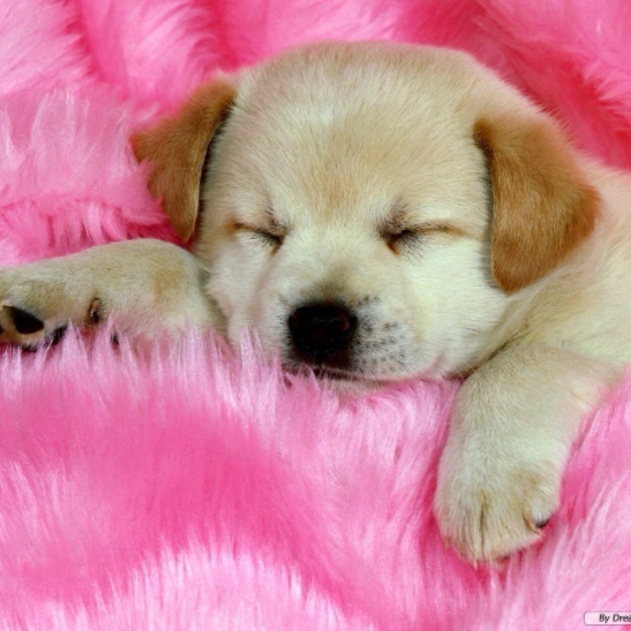 Hey guys my vine is CutePuppy;) please follow me on twitter and vine you guys are the best people i ever met
