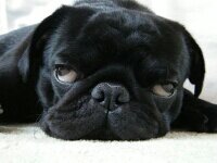 NotUrAveragePug's profile picture. 