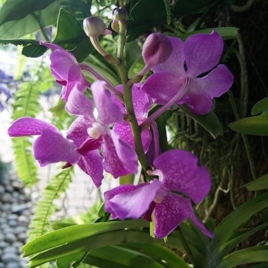 lonelyhere2012's profile picture. There is no journey upon this earth a man may not make if he sets his heart on it, no mountain or deseart can stop him if love leads him.