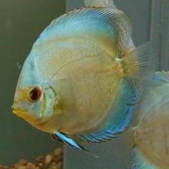 Fuji3A_Tarzan's profile picture. お問い合わせ等はお電話、メールにてお願いします。
【営業時間】11:00～20:00 
【定休日】月曜(祝祭日の場合順延)
℡.052-853-0006(熱帯魚) ℡.052-853-4443(爬虫類)
mail:fuji3aproject@gmail.com