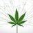 TestMyWeed's profile image