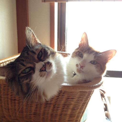もうすぐ10才になるモモとぴー助の飼主。              趣味は観劇。宝塚とミュージカル。美味しい物も好き。
