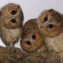 Anne Keys - @weehooty1 - Twitter