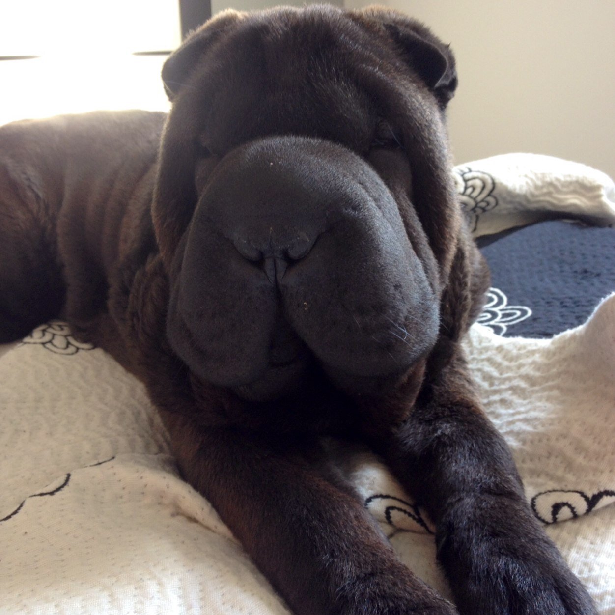 Duquesita1432's profile picture. 