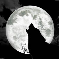 Wolfsherz (@wolfsherz) 's Twitter Profile Photo Wolfsherz (@wolfsherz) 's Twitter Profile Photo