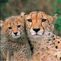 Find the Best Tour Agents, Tour Packages, Hotel and #‎whyILOVEKenya