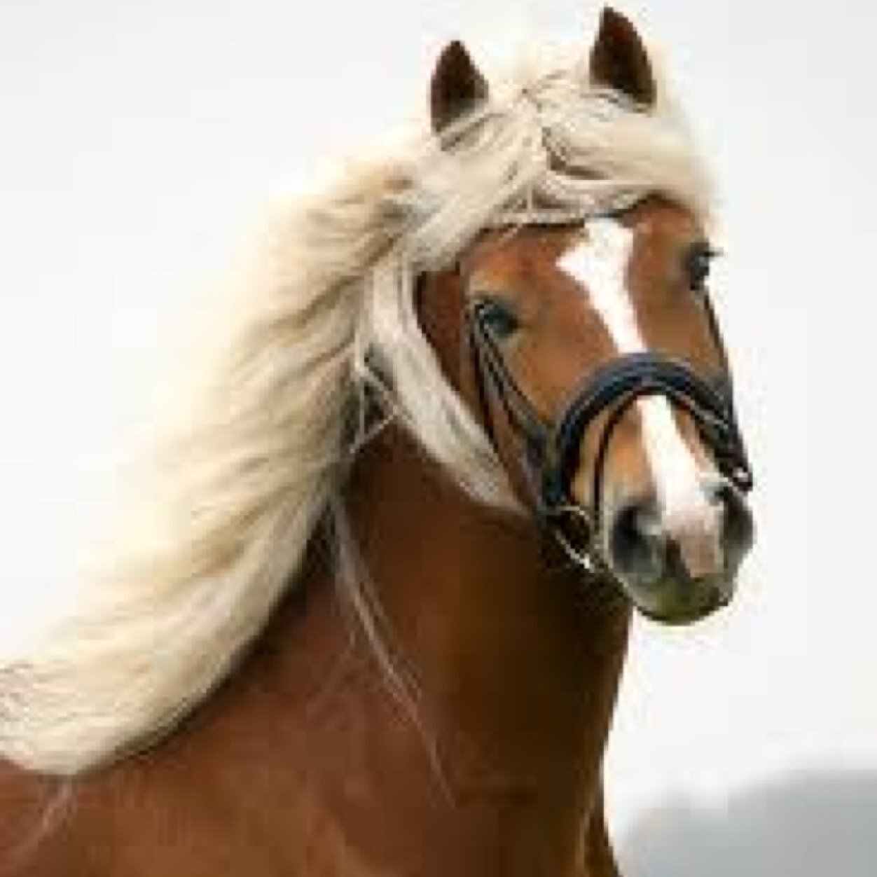 Paardengek forever! Houd van mijn gekke pony Latiënne!