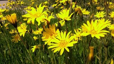 HCSchenk's profile picture. 